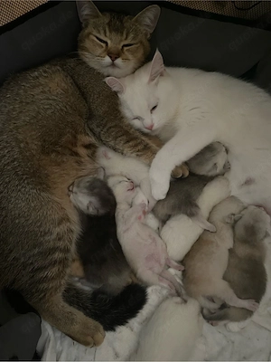 Britisch Kurzhaar Kitten zu verkaufen   
