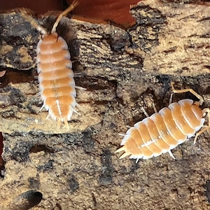 Porcellio hoffmannseggi  Orange    robuste Riesen-Kugelassel 