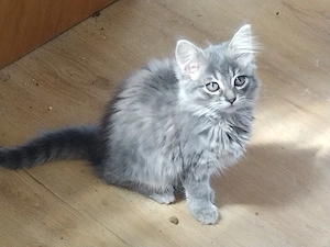 Süße BKH-Kitten abzugeben