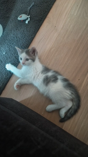 maincoon mix