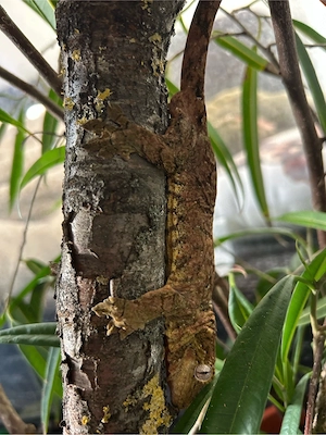 flechtengecko 