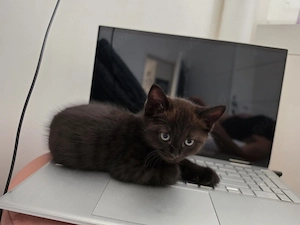 kitten in 70372