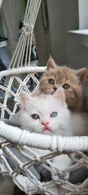 BKH Kitten
