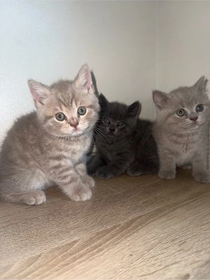 BKH babykatzen 