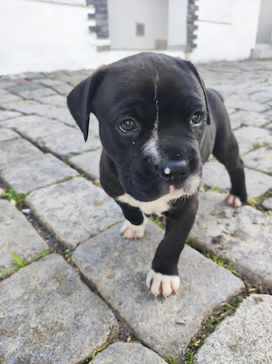 Boxer pit bull welpen