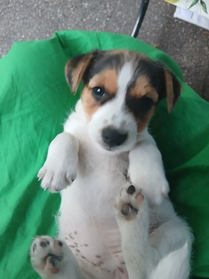 Jack rassel weibchen