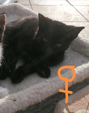 Kitten Kätzchen Katzen
