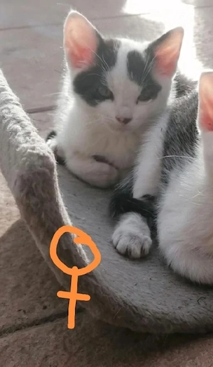 Kitten Kätzchen Katzen