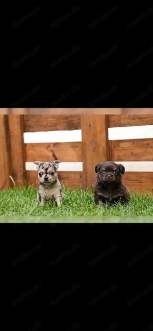 Chihuahua Welpen 