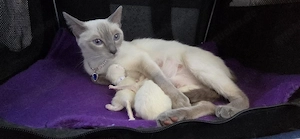 Siamkitten Thaikitten Lilac und Chocolate Point 