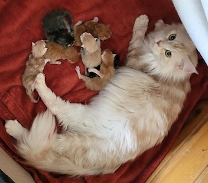 6 reinrassige Maincoone kitten suchen Dosenöffner