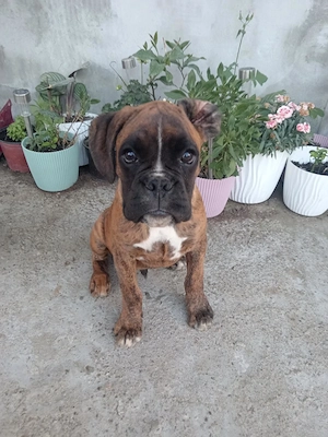 Deutscher Boxerwelpe