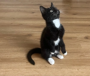 Kitten sucht liebevollen zuhause 