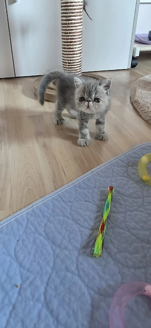 Exotic  Shorthair 