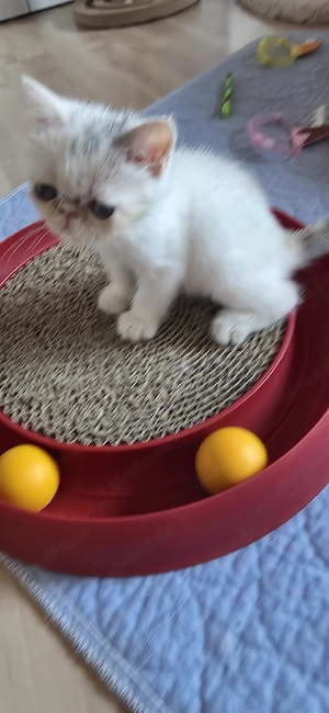 Exotic  Shorthair 