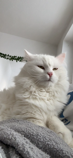 Verschmuster, verspielter Türkisch Angora Kater (1,5 Jahre) sucht lieben Einzelplatz