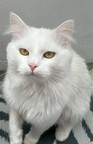 Verschmuster, verspielter Türkisch Angora Kater (1,5 Jahre) sucht lieben Einzelplatz
