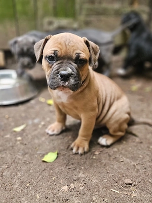 Old Englishe bulldog 