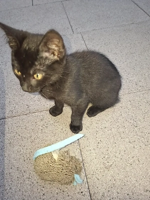 Katzenwelbe in liebe Hände abzugeben