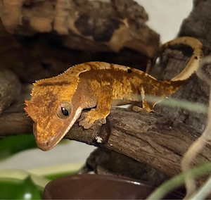 Kronengecko pos. 0.1 (Correlophus ciliatus)