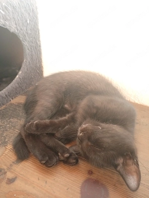Katzen Kitten 