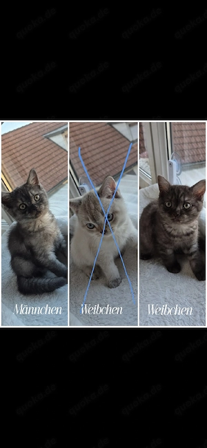 Bkh kitten nur noch 2 zuhaben!