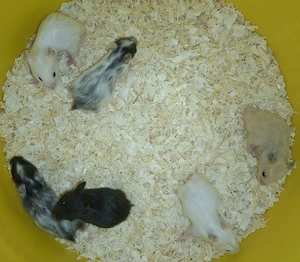 Teddyhamster 
