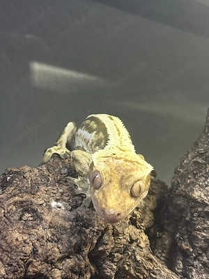 Kronengecko Weibchen (Correlophus ciliatus)  Zuchtbewährt