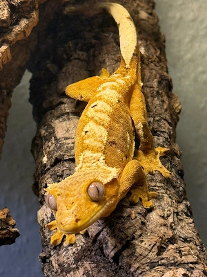Wunderschönes Kronengecko-Weibchen (Correlophus ciliatus)   Zuchtbewährt   Schlupf Januar 2023