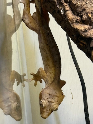 Kronengecko Männchen (Correlophus ciliatus)   Zuchterprobt