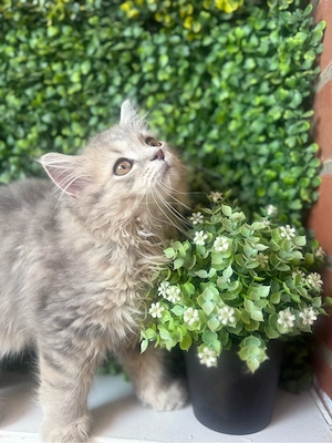 BLH kitten Kater 