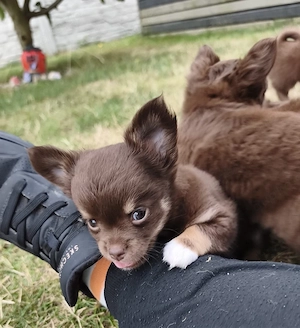 Chihuahuawelpe 