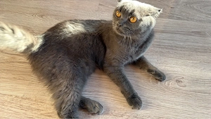katze weibliche