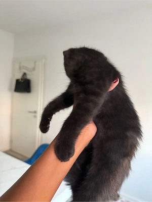 BKH Mischling Kitten