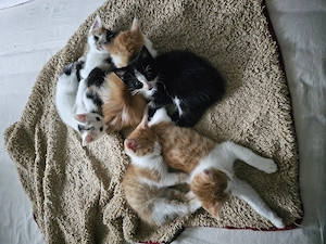 BKH Mix Kitten sind bereit für neue Abenteuer 
