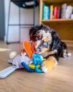 Australian shepherd 