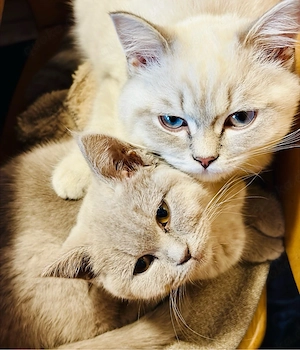 BKH Kitten Britisch Kurzhaar 