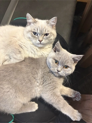 BKH Kitten Britisch Kurzhaar noch 2 stk verfügbar 
