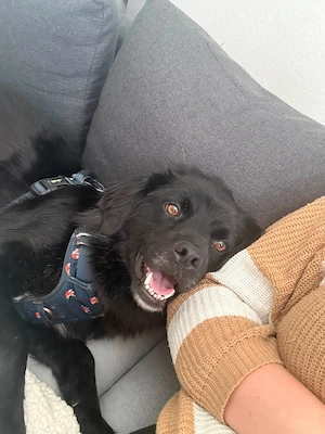 Lieber Buddy sucht ein Zuhause 