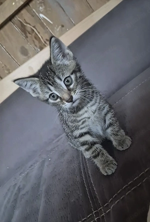 Kleiner Kater sucht dringend ein liebevolles Zuhause!