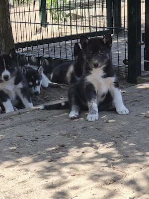 2 Typvolle Siberian Husky Welpen