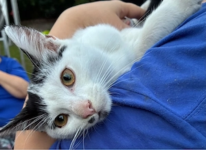 2 katzen zu verschenken