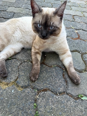 kater sucht zuhause 