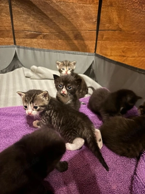 Kitten zu verkaufen