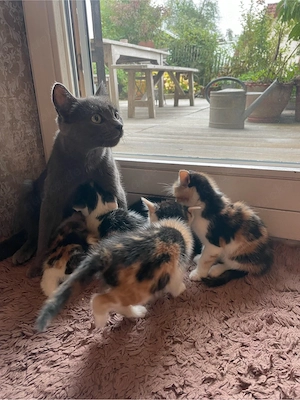 Katzenbabys Russisch Blau Mix