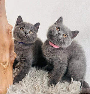 Einzigartige reinrassige BKH kitten Bärchen