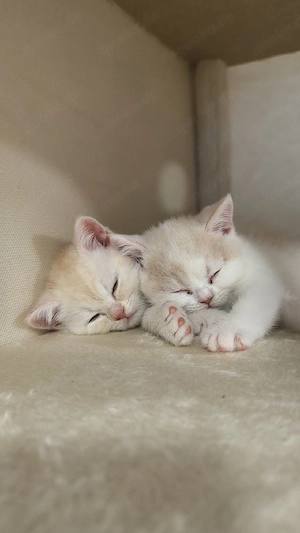 2 süße BKH Kitten abzugeben (Einzelhandel möglich)