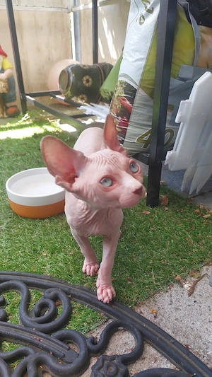 Sphynxkitten Sphynx Sphinx