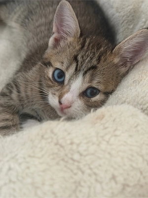 katzenbaby bkh mix Mädchen