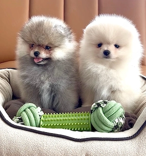 Zwergspitz pomeranian welpen mit Stammbaum